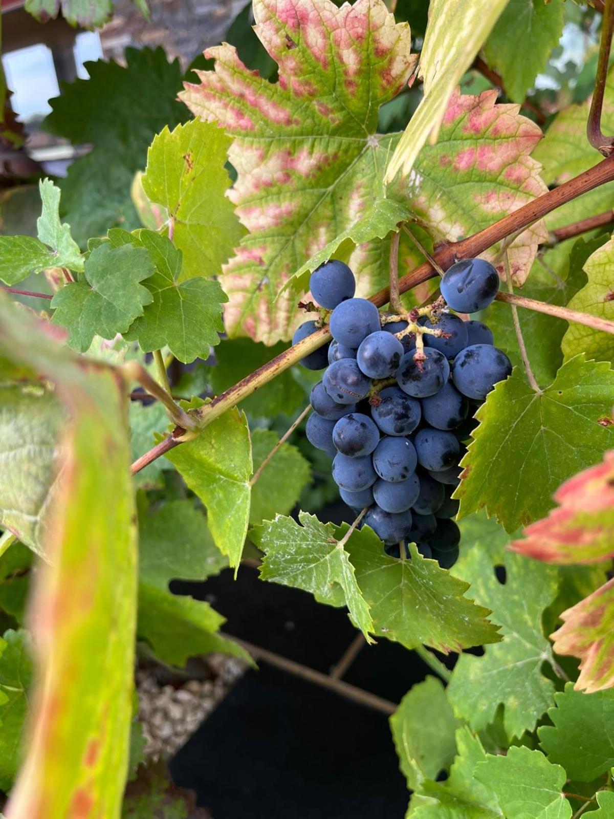 Tranca Da Barriga - Casa Do Vinho By Quinta De Sao Tiago Villa Covilhã Екстериор снимка